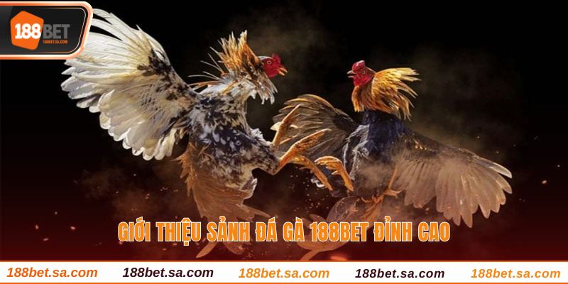Giới thiệu sảnh đá gà 188BET đỉnh cao
